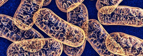 Preventing mitochondrial disease